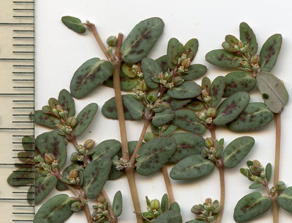  Euphorbia abramsiana